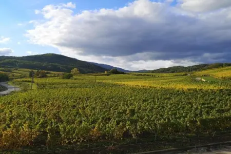 Le Domaine des Rois 3, Appartement à Bergheim près des vignobles - Photo 20