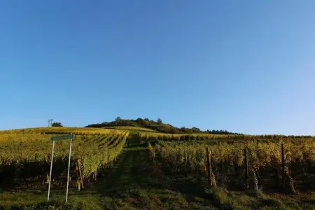 Le Domaine des Rois 3, Appartement à Bergheim près des vignobles - Photo 22