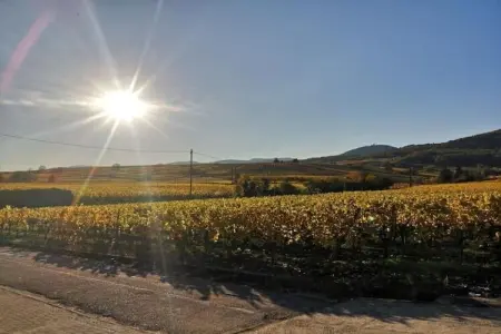 Le Domaine des Rois 3, Appartement à Bergheim près des vignobles - Photo 25