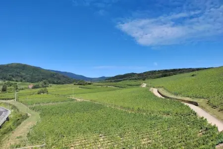 Le Domaine des Rois 3, Appartement à Bergheim près des vignobles - Photo 26