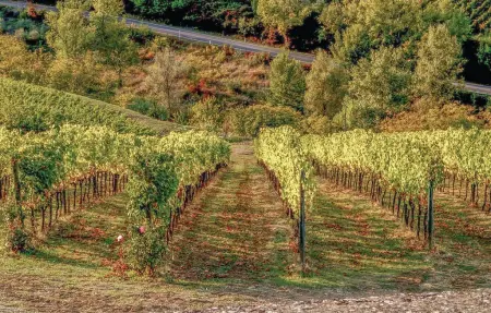 Poggione, Maison 8 personnes à Gaiole in Chianti - Photo 45