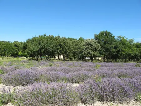 La Grive, Maison 8 personnes à Richerenches - Photo 36