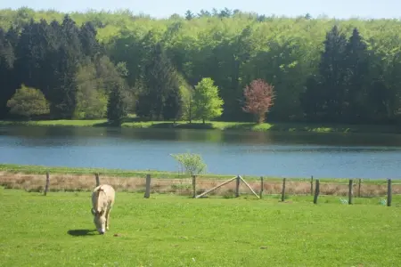 Chalet adapté aux animaux dans la Bièvre près de la forêt - Photo 22