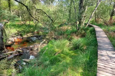 Adré l'Charles, Retraite nature à Waimes - Photo 32