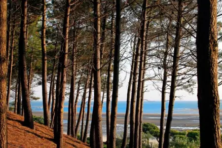 Maison à 10 min du Pilat, Escapade au bord de la piscine près d'Arcachon - Photo 32