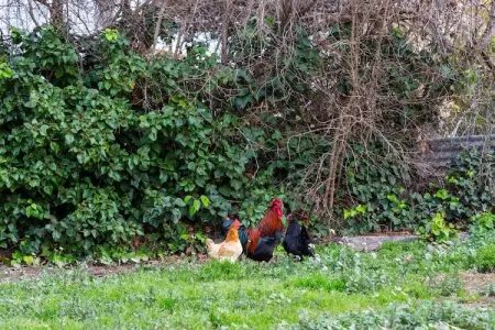 La Cochera de Sorrapa, Maison à Deltebre proche de la plage - Photo 31
