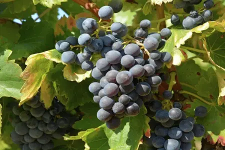 Gîte de luxe dans les vignes 3, Escapade douillette à Villesèque - Photo 32