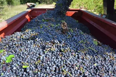 Gîte de luxe dans les vignes 4, Séjour de bonheur à Mandourelle - Photo 35