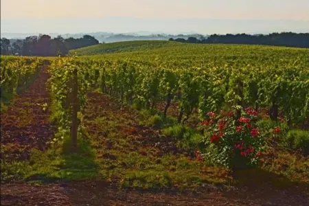 Muleti 2, Ferme toscane avec piscine - Photo 18