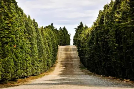 Muleti 2, Ferme toscane avec piscine - Photo 31