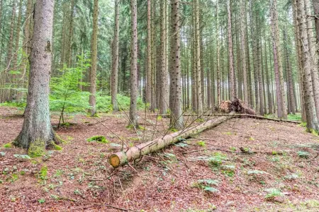 Alegria, Maison de vacances pittoresque à Trois-Ponts près des bois - Photo 30
