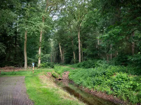 4-persoons bos, Maison 4 personnes à Dalfsen - Photo 25