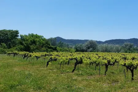 Maison La Calade, Maison en pierre près de la forêt Gard - Photo 37