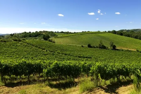 Il Poggiale-apt 9, Ferme en Toscane avec piscine et dégustation de vin - Photo 17