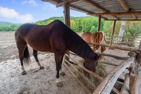Bilocale, Maison de vacances à Ficulle avec accès à la piscine - Photo 35