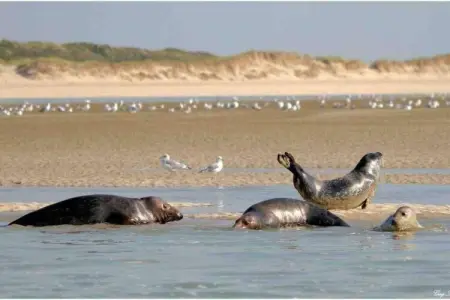 Berck sur Mer 9, Maison de plage en France près de la côte - Photo 34