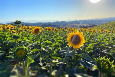 Raggio di Sole, Élégante Villa de Campagne à Cagli - Photo 35