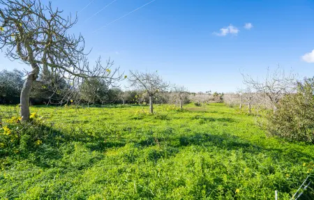 Maison 6 personnes à Sineu - Photo 18