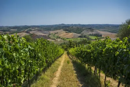 Focolare, Ferme à Castelfiorentino avec piscine - Photo 27