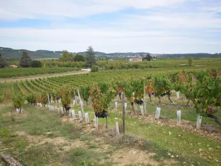 Villa la Fontaine, Villa avec piscine privée au milieu des vignes - Photo 4
