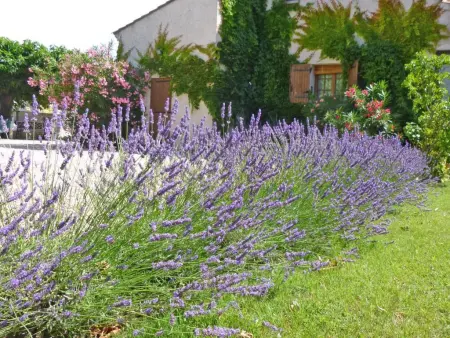 Les Platanes, Gîte avec piscine près de la ville antique - Photo 17