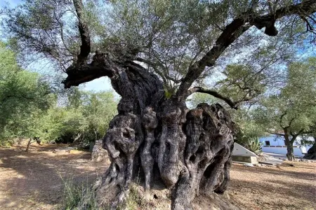 Cortijo de Santa Cruz, Retraite andalouse pour groupes - Photo 6