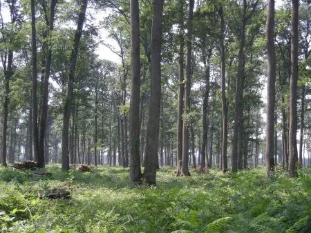 Évasion nature en Brenne : maison avec jardin, activités et économie près de Châteauroux - Photo 19