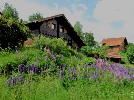 Chalet spacieux près de Gérardmer avec terrasse, verger et activités montagne - Photo 29