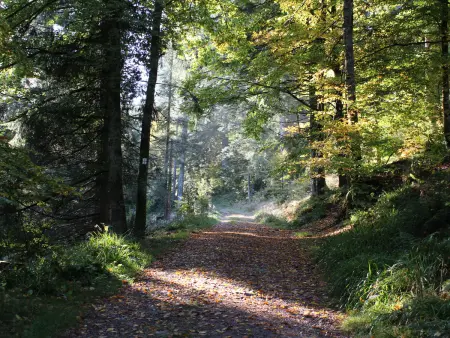 Gîte Confortable en Pleine Nature avec Cheminée et Accès Direct aux Sentiers, Proche Gérardmer et Lac - Photo 31