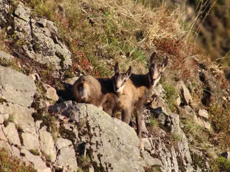 Gîte Confortable en Pleine Nature avec Cheminée et Accès Direct aux Sentiers, Proche Gérardmer et Lac - Photo 35