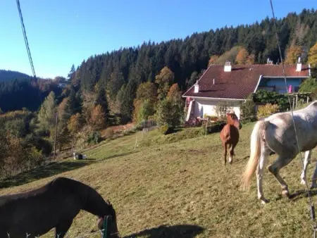 Charmant gîte avec terrasse, WiFi et garage moto à Gérardmer - Photo 22