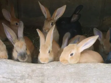 Gîte spacieux et confortable au Val d'Ajol, à proximité de Plombières-les-Bains, animaux de ferme ! - Photo 25