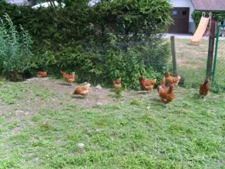Gîte spacieux et confortable au Val d'Ajol, à proximité de Plombières-les-Bains, animaux de ferme ! - Photo 26