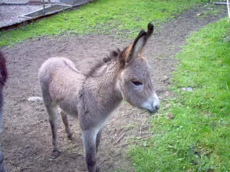 Chalet confortable près de Gérardmer avec cheminée et animaux bienvenus - Photo 24