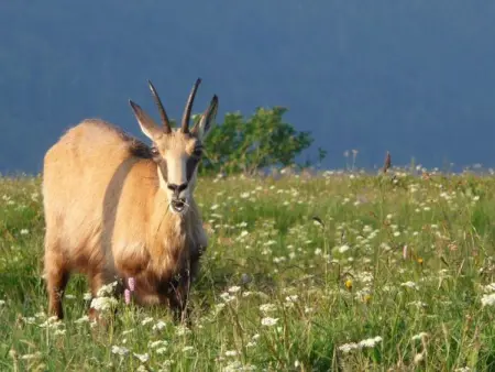 Chalet confortable près de Gérardmer avec cheminée et animaux bienvenus - Photo 30