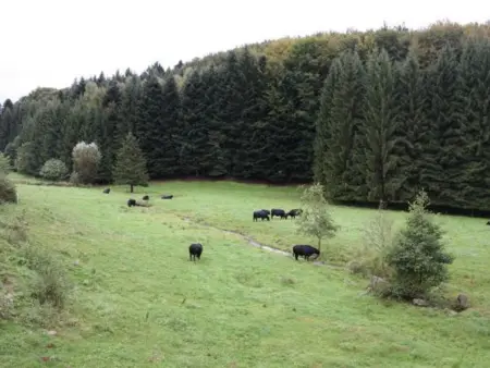 Gîte familial avec piscine, idéal pour randonnées et pêche, proche Gérardmer et crêtes vosgiennes - Photo 7