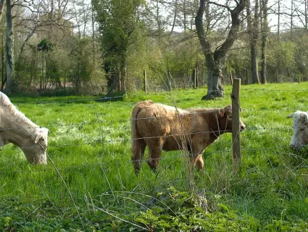 Maison Indépendante 5 Chambres avec Jardin - Animaux Bienvenus - Photo 24