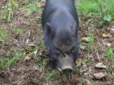 Gîte à Saint-Étienne-au-Mont avec jardin privatif, cheminée, WiFi et animaux admis - Photo 15