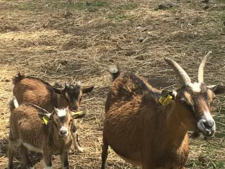 Gîte confort à la ferme, 10km de Wimereux, 4 ch., jardin, terrasse, parking, animaux acceptés, WiFi - Photo 17