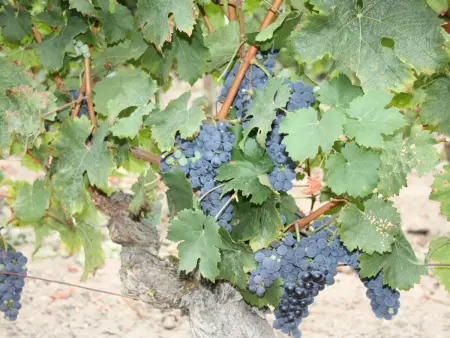 Séjour Authentique au Cœur des Vignes de Chinon - Photo 17