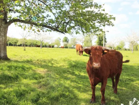 Charmante maison rénovée à la ferme avec jardin clos - Photo 24