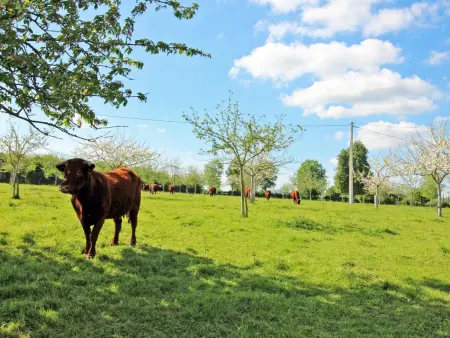 Charmante maison rénovée à la ferme avec jardin clos - Photo 26