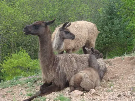 Gîte chaleureux avec spa et sauna, animaux admis - Photo 15