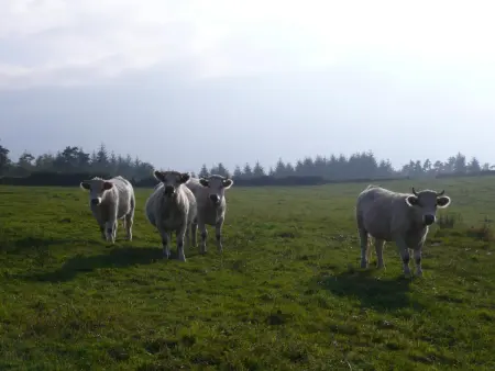Gîte de charme avec piscine, Wi-Fi et animaux acceptés - Photo 32
