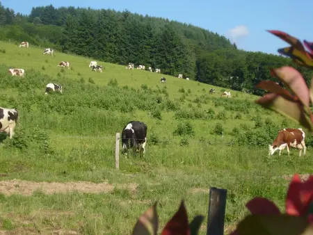 Gîte spacieux au cœur de la nature avec cheminée et activités extérieures - Photo 22