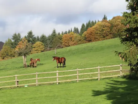 Maison dans la forêt d'Écouves avec WIFI et animaux acceptés - Photo 15