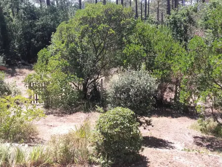 Maison landaise avec jardin au cœur des Abatilles, proche golf et plages - Arcachon - Photo 17