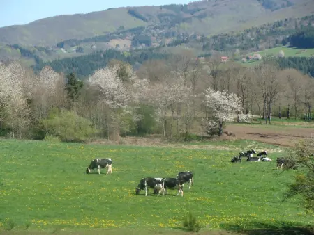 Gîte spacieux avec piscine privée et animaux admis à Saint-Priest-la-Prugne - Photo 19