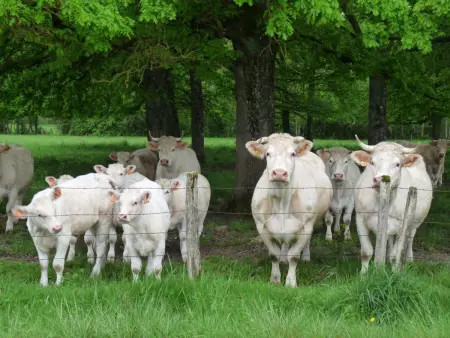 Maison de campagne paisible avec jardin clos et activités familiales - Photo 22