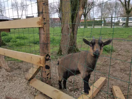 Maison bois chaleureux, animaux admis, wifi, parking, jardin, activités nature - Photo 21